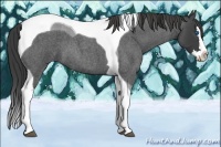 Horse Color:Smoky Blue Roan Splash Tobiano