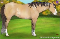 Horse Color:White Spotted Amber Champagne Splash 