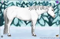Horse Color:Black Tobiano Appaloosa 