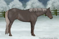 Horse Color:Silver Black Rabicano 