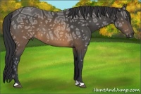 Horse Color:Buckskin Ice 