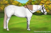 Horse Color:Liver Red Dun Sabino Rabicano