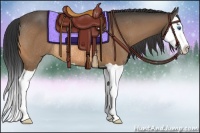 Horse Color:Buckskin Splash Rabicano