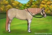 Horse Color:White Spotted Liver Red Dun Splash 