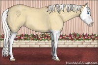 Horse Color:Silver Classic Champagne Dun Splash 