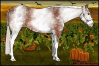 Horse Color:White Spotted Silver Bay 
