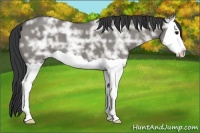 Horse Color:Grullo Ice Splash