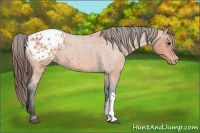 Horse Color:Bay Roan Appaloosa 