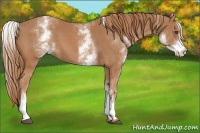 Horse Color:White Spotted Chestnut 
