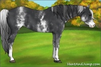 Horse Color:White Spotted Black