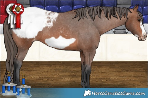 Horse Color:Bay Frame Appaloosa Rabicano 