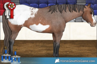 Horse Color:Bay Frame Appaloosa Rabicano 
