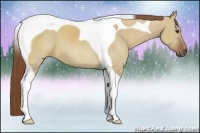 Horse Color:Red Dun Tobiano 