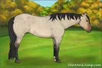Horse Color:Bay Roan Dun 