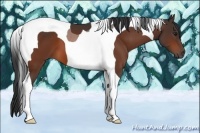 Horse Color:Bay Tobiano 