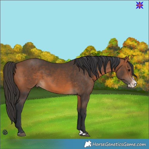 Horse Color:Brown Splash 
