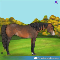 Horse Color:Brown Splash