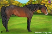 Horse Color:Brown Splash
