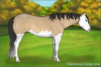 Horse Color:Bay Dun Splash 