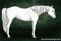 Horse Color:Silver Black Appaloosa 