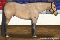 Horse Color:Buckskin 