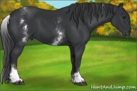 Horse Color:White Spotted Black