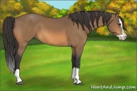 Horse Color:Buckskin Splash 
