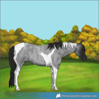 Horse Color:Gray Blue Roan Tobiano  Brindle