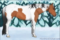Horse Color:Bay Tobiano 