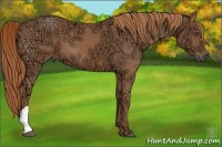 Horse Color:Chestnut Ice 