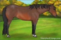 Horse Color:Bay Roan 