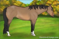 Horse Color:Bay Dun