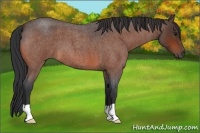 Horse Color:Bay Roan 