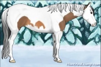 Horse Color:Buckskin Splash Tobiano