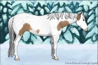 Horse Color:Bay Dun Splash Tobiano 