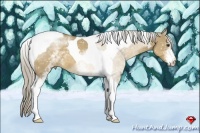 Horse Color:White Spotted Chocolate Palomino Dun Tobiano 