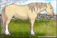 Horse Color:Gold Champagne Dun 