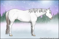 Horse Color:Grullo Splash Appaloosa 