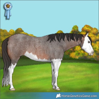 Horse Color:White Spotted Brown Roan Splash 