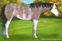 Horse Color:White Spotted Bay Roan Splash 