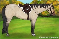 Horse Color:Bay Roan Dun
