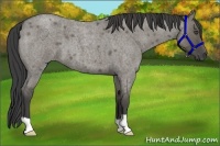 Horse Color:Smoky Grullo Roan 