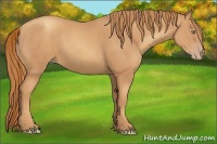 Horse Color:Gold Champagne 