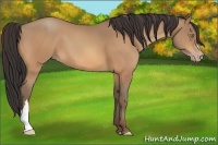Horse Color:Amber Champagne 
