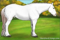 Horse Color:Grullo Roan Appaloosa 