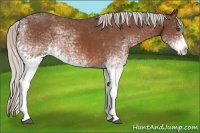 Horse Color:White Spotted Silver Bay Splash 