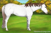 Horse Color:White Spotted Red Roan Splash Rabicano 