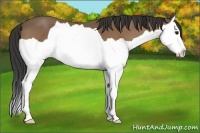 Horse Color:Buckskin Splash 