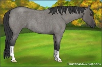 Horse Color:Grullo Roan 