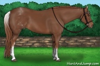 Horse Color:White Spotted Chestnut Sabino